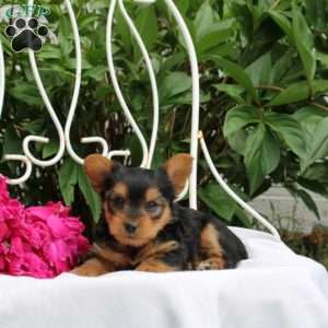 Lily, Yorkie Puppy